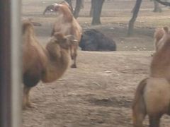 android_upload_pic-西安秦岭野生动物园