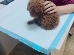 -A猫a狗全科·犬猫异宠·芥西宠物医院(南开总院)