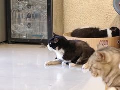 -平行世界·猫咖(首经贸店)