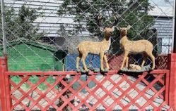 -萌宠亲子动物乐园(槐房万达店)