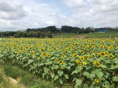 -光明小镇欢乐田园
