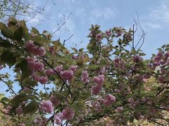 -武汉大学-樱园