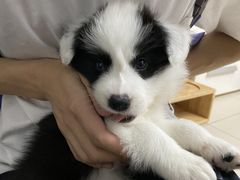 -Goku PET SHOP宠物视觉生活馆(双井店)