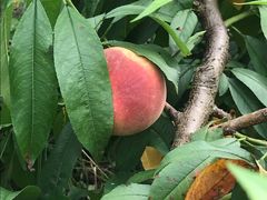 -南汇新场正宗水蜜桃采摘