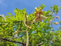 -广州神农草堂中医药博物馆