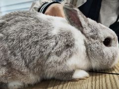 -楼上猫咖(罗湖店)