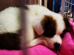 -瑞鹏瑞爱宠物医院·全科·猫科·血液透析中心(龙头寺店)