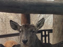 -青藏高原野生动物园