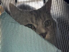 -艾贝尔宠物医院·狂犬免疫点(江山金象城店)