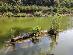 -深圳仙湖植物园