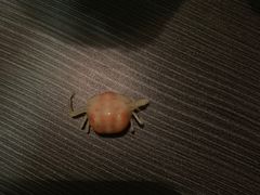 -第戎蛋糕(恒隆广场店)