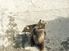 -哈尔滨北方森林动物园