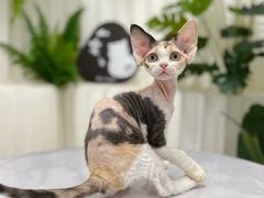-山宅一喵德文卷毛猫舍