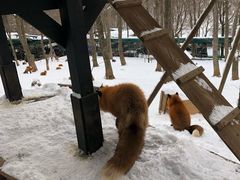 -宫城藏王狐狸村