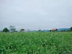 -良渚古城遗址公园