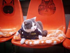 -猫咪博物馆(顶澳仔猫街店)