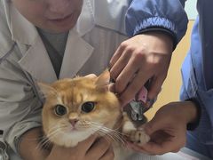 -瑞派蒂凯宠物医院·免疫点·宠保定点