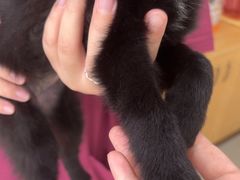 -宠颐生宠物医院·心肾内科·猫专科诊疗中心宠巢店