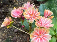 -正佳雨林生态植物园