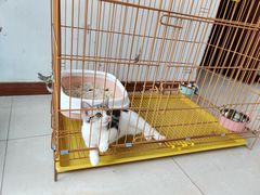 -翊宠yipet猫狗购宠庄园犬舍•猫舍