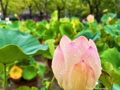-莲花池公园