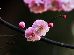 -上海吴淞炮台湾国家湿地公园