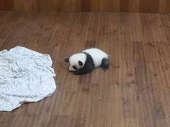 -成都大熊猫繁育研究基地