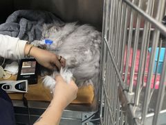 -仁普宠物诊所(住友昌盛新苑店)