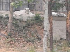 -石家庄市动物园