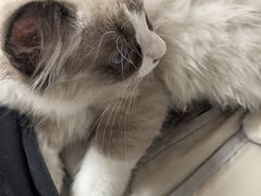 -纳吉亚猫专科动物诊疗中心(蒋宅口分院)