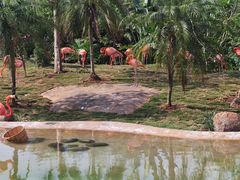 -海南热带野生动植物园