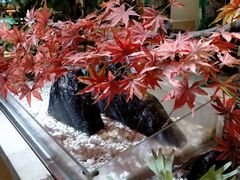 -卡拉卡拉漫温泉汗蒸
