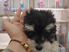 -翊宠yipet猫狗购宠庄园