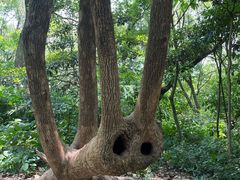 -上海佘山国家森林公园天马山园