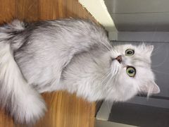 喵的天空-喵的天空名猫咖啡馆·撸猫·猫舍·用品
