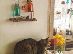 -海边的猫和咖啡馆