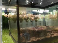 -上海昆虫博物馆