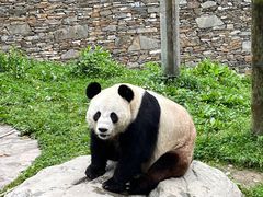 -卧龙中华大熊猫苑神树坪基地