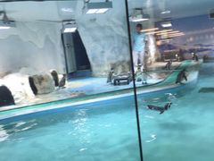 -北戴河圣蓝海洋公园