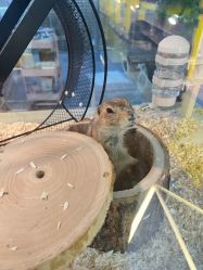 -神奇动物撸宠馆·羊驼·小浣熊·异宠(豫园店)