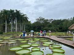 -中国科学院西双版纳热带植物园