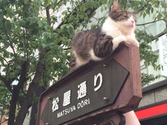 -竹叶亭(银座店)
