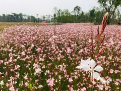 -白鹭湾湿地公园