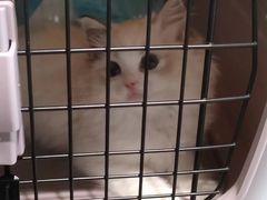 -东方名猫馆·英短金渐层布偶猫舍(环线广场1号楼店)