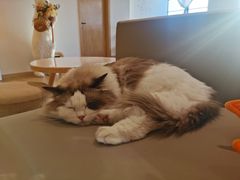 -猫腻·猫咖·撸猫馆(星光大道店)