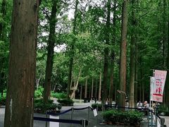 -东平国家森林公园