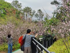 -王借岗森林公园