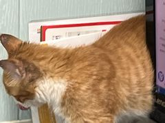 -纳吉亚猫专科动物诊疗中心(蒋宅口分院)