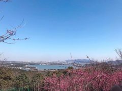 -香雪海