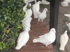 -海合安武汉极地海洋公园